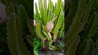 Stapelia Gigantea Crrian flower plant flowers [upl. by Tima]