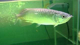 Scleropages formosus Green arowana [upl. by Idorb434]