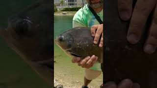 Wild Piranhas in a Miami Pond shorts [upl. by Quent]