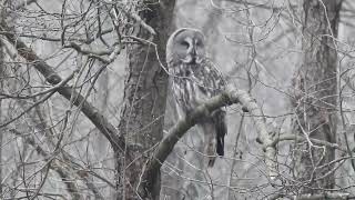 puszczyk mszarny  great grey owl  Strix nebulosa [upl. by Yborian129]