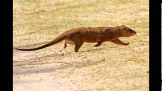 Comadreja coloradaThicktailed Opossum [upl. by Ronda630]