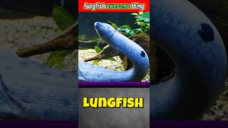 lungfish की awesome चीज़😯 lungfish fish fishing seacreatures viralvideo awesome [upl. by Ailices]