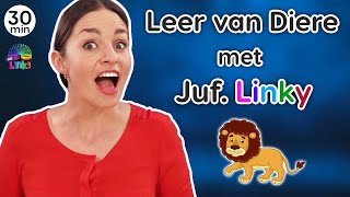 Leer van Diere  Plaasdiere Wilde Diere Troeteldiere  Afrikaanse Rympies [upl. by Yrocaj338]