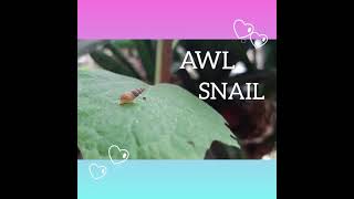 Awl Snail Allopeas gracile🌱🍃🐚🐚🐚 [upl. by Merl]