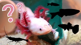 What Can You Keep With an Axolotl  The BEST Axolotl Tankmates [upl. by Ynad]