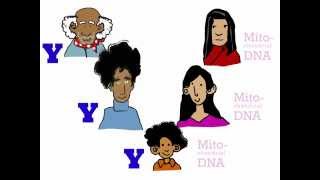 Genetics 101 Part 3 of 5 Where do your genes come from [upl. by Elysia573]