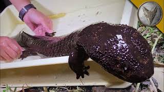 Japanese Giant Salamander Sloth Bear Lamprey [upl. by Lahey]