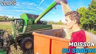 JE VOUS EMMÈNE À LA MOISSON DU SORGHO  VLOG [upl. by Steep]