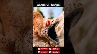 Gecko vs Snake animals wildanimals shortsviral [upl. by Nickerson54]