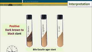 Bile Esculin Test BET [upl. by Crescin]