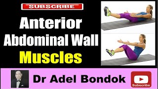 Anterior Abdominal Wall Muscles Dr Adel Bondok Making Anatomy Easy [upl. by Aela871]