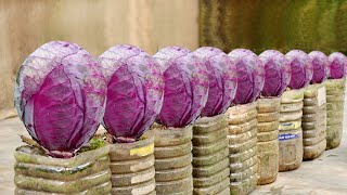 How to Grow Super Delicious Specialty Purple Cabbage at Home [upl. by Spears]