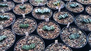 Размножение листом Haworthia truncata [upl. by Htial]