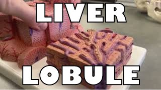 Liver Lobule Model [upl. by Mccully197]