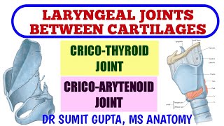 LARYNGEAL JOINTS  Cricothyroid Joint  Cricoarytenoid Joint [upl. by Soelch256]