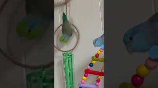 Jack  Hunting snack lol 🤣🦜parrotlet birds [upl. by Wallach900]