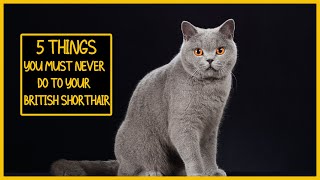 5 Things You Must Never Do to Your British Shorthair [upl. by Aretak]