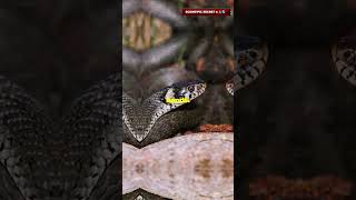 The Colorful Lies of Coral Snake Mimicry [upl. by Nordek936]