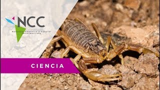 Granja de escorpiones busca innovar en investigaciones científicas [upl. by Lah]