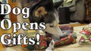 Shiloh and Shelby Open Their Christmas Gifts Siberian Husky Dog Opens Presents [upl. by Bourne]