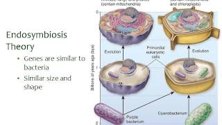 BI177 Chapter 4 General Features of Cells  Part 5 of 5 [upl. by Tod]