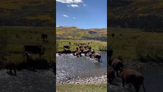 Til’ the cows come home 🍁 fallgathering backattheranch horse highcountry cowboys cattle [upl. by Eldwon]