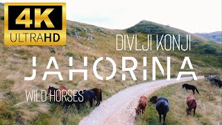 4K Jahorina divlji konji  wild horses  4K 60 FPS ultraHD  DRONE  DJI mini 2 [upl. by Enel364]