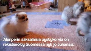 Koiranpentuja hämeenkyröläisessä kennel Lecibsinissä [upl. by Narba622]