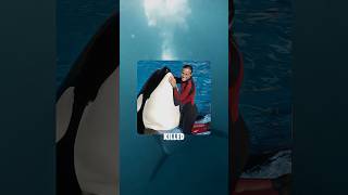 Killer whale that unalived a female trainer in seaworld orlando orca truestory wildanimals [upl. by Etra103]