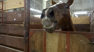 30 Minutes of HILARIOUS Horses  Best Compilation [upl. by Nickles851]