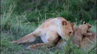 lioness and cub Mara Oct 2012 [upl. by Dauf]