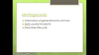 What is Metagenesis [upl. by Elaina]