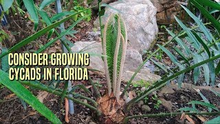 Consider Growing Cycads in Florida [upl. by Ritchie843]