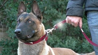 LE BERGER MALINOIS DANS L EDUCATION CANINE [upl. by Knowling41]