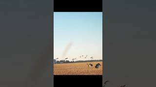 How many geese we killed guess in comment box youtubeshorts duckandgoose birdhunting goosehunt [upl. by Oeflein]