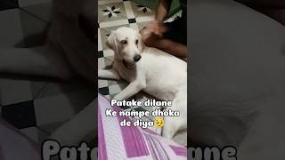 Bare Kanjoos ho 🥹 funny pluto dog comedy shorts [upl. by Sillyrama]