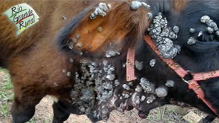 Emater responde Qual o tratamento para a verruga dos bovinos  Programa Rio Grande Rural [upl. by Annaiuq431]