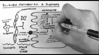 Bilirubin 2  Bilirubin Metabolism amp Diseases [upl. by Mauralia]