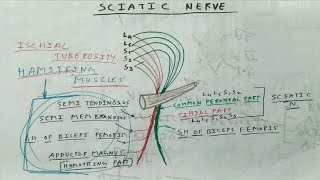 Sciatic Nerve Anatomy Branches  TCML [upl. by Thamora]