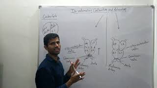 Isovolumetric contraction and relaxation [upl. by Jervis]