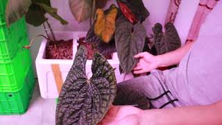 Anthurium Luxurians vs Radicans [upl. by Yelnats735]