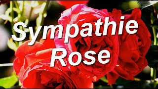 Sympathie Rose [upl. by Lira]