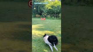 Catchball game dogshorts earlymorning morningglow morninggame morninggymnastics dog [upl. by Goar]