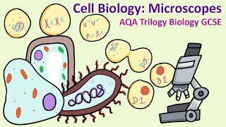 GCSE Science Biology AQA 91  Microscopy [upl. by Little350]