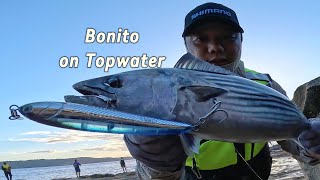 Topwater Bonito [upl. by Baxy]