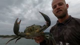 BIG QUALITY Mud Crabs  Madness on the Gold Coast [upl. by Yaj]