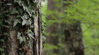 Ivy Pine forest Slider shot Free stock footage [upl. by Angelo]