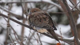 Tourterelle triste sous la neige [upl. by Atteve]