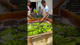 Banana Ripening Chamber shorts [upl. by Eetsud]