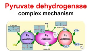 Pyruvate dehydrogenase complex mechanism [upl. by Rab]